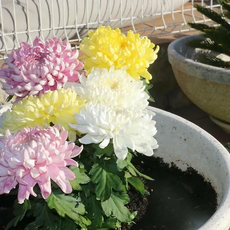 Casa Teresinha Bed & Breakfast Sesimbra