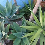 Alojamento de Acomodação e Pequeno-almoço Casa Teresinha Sesimbra