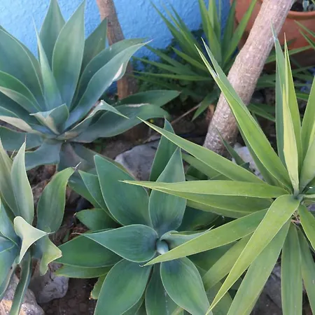 Bed and breakfast Casa Teresinha Sesimbra