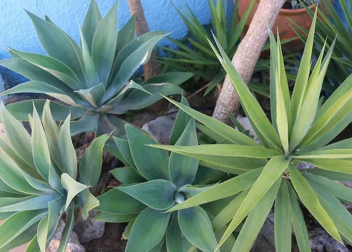 Bed & Breakfast Casa Teresinha Sesimbra